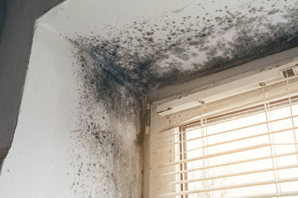 Affordable Mold Removal solutions in Cape Charles, VA